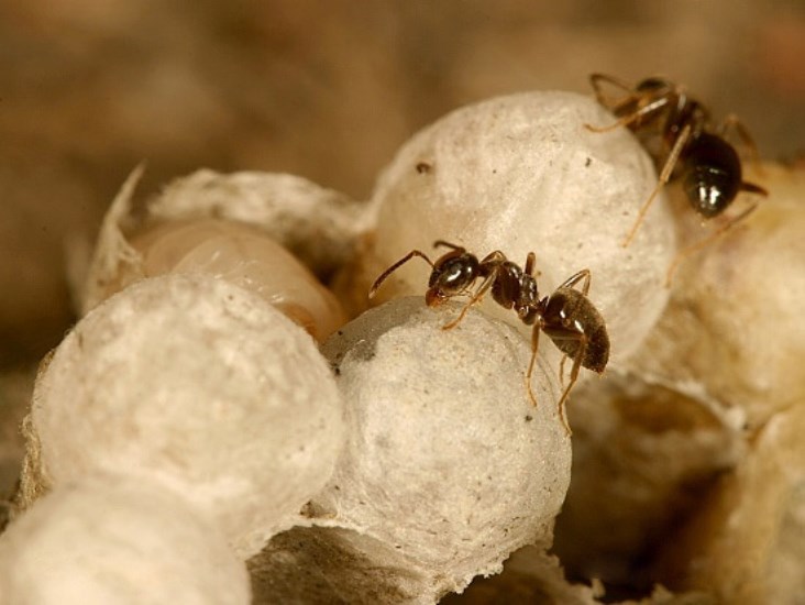 Mravenec rodu Lasius
