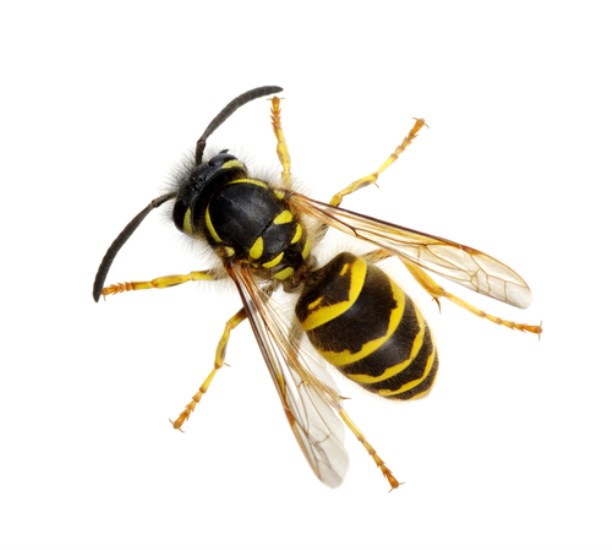 Vosa obecná (Paravespula vulgaris)