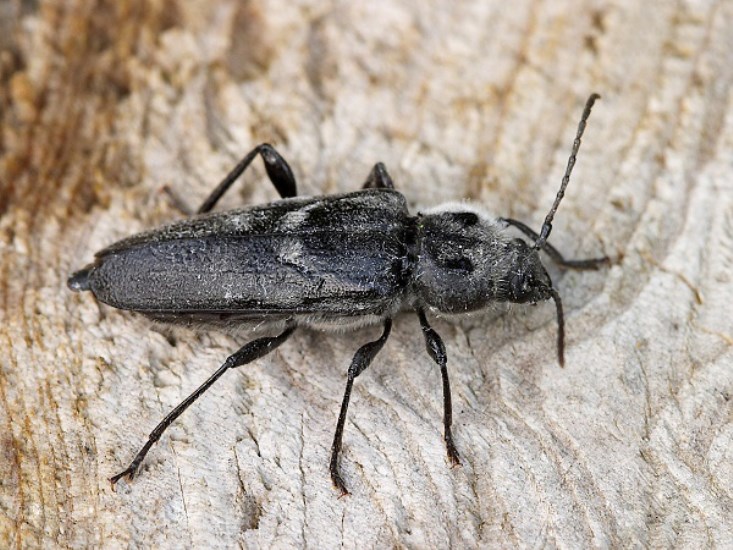 Tesařík krovový (Hylotrupes bajulus L.)