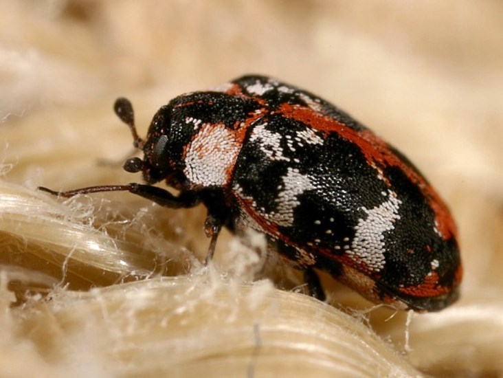 Rušník krtičníkový (Anthrenus scrophulariae. )